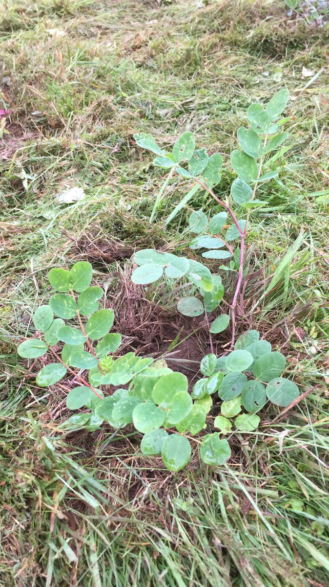 NatureCranwell's tweet photo. We planted over 120 plants of 17 different native plants. Including sulphur clover, wild basil, restharrow &amp; wild liquorice. #nature #meadow https://t.co/nfdJ9iizCf