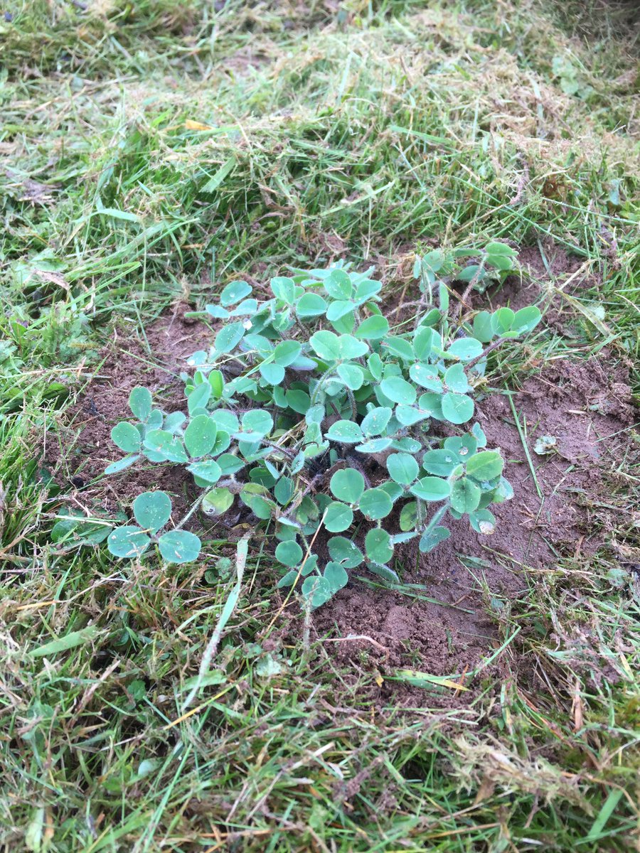 NatureCranwell's tweet photo. We planted over 120 plants of 17 different native plants. Including sulphur clover, wild basil, restharrow &amp; wild liquorice. #nature #meadow https://t.co/nfdJ9iizCf