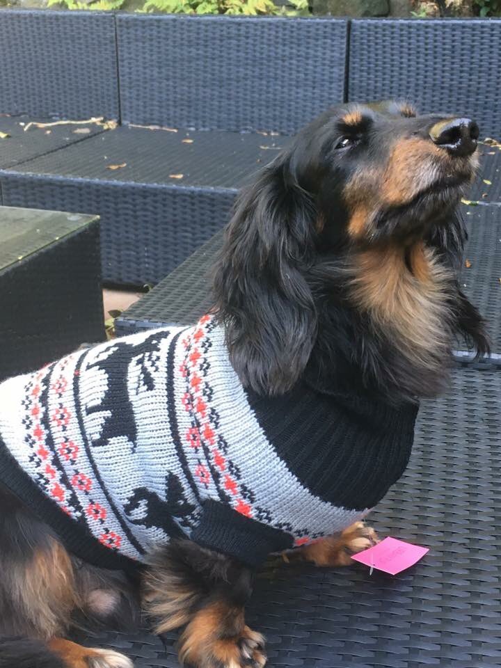 Meet the very adorable AJ and Archie. Modelling our Urban pup jumpers and bandanas 
Absolute stars. Gorgeous babies. Thank you Mark &amp; Anna