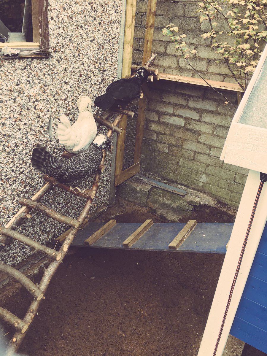 Steph_Social's tweet photo. Those chicks are loving their ladder #backyardchickens #polishchickens #chickenowner πππ https://t.co/Qw3wWMG3Ea