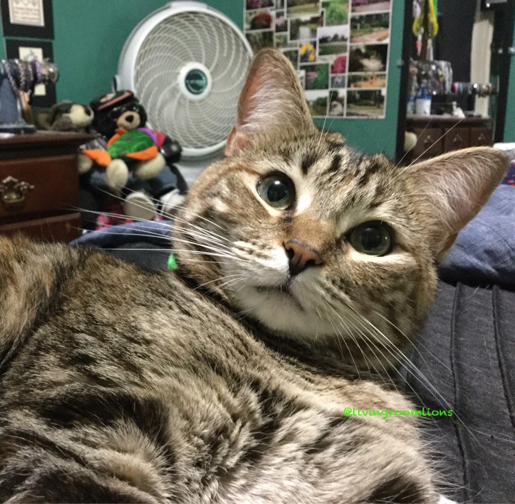 livingroomlions's tweet photo. We're gonna move? What about all my stuffs? #NoToyLeftBehind https://t.co/7GLCt2OXyu