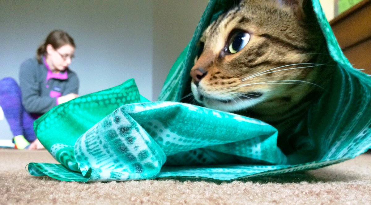cheetohcat's tweet photo. Mom is crafting on the floor. I am helping 🐯 #helpercat #Caturday https://t.co/n2DnRSXxZL