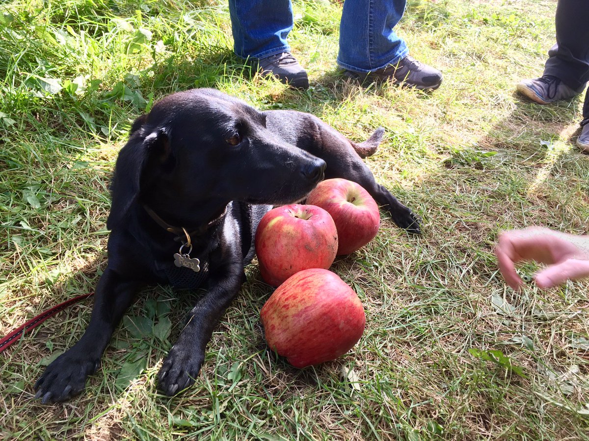 erikabugs's tweet photo. Dog posing for size https://t.co/7TWazkyr8V