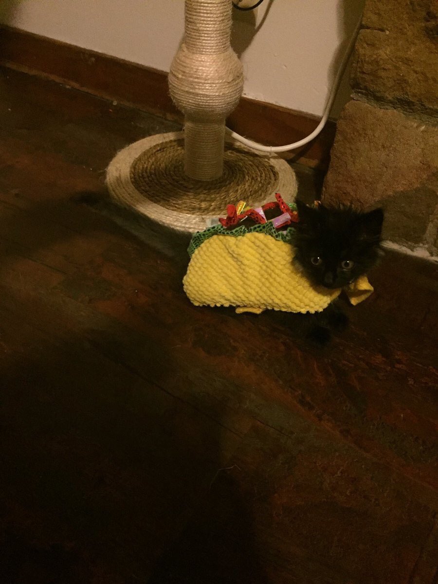 IT'S A TACO CAT!! Taco cat spelled backwards is still taco cat. Beautiful. 😭😍