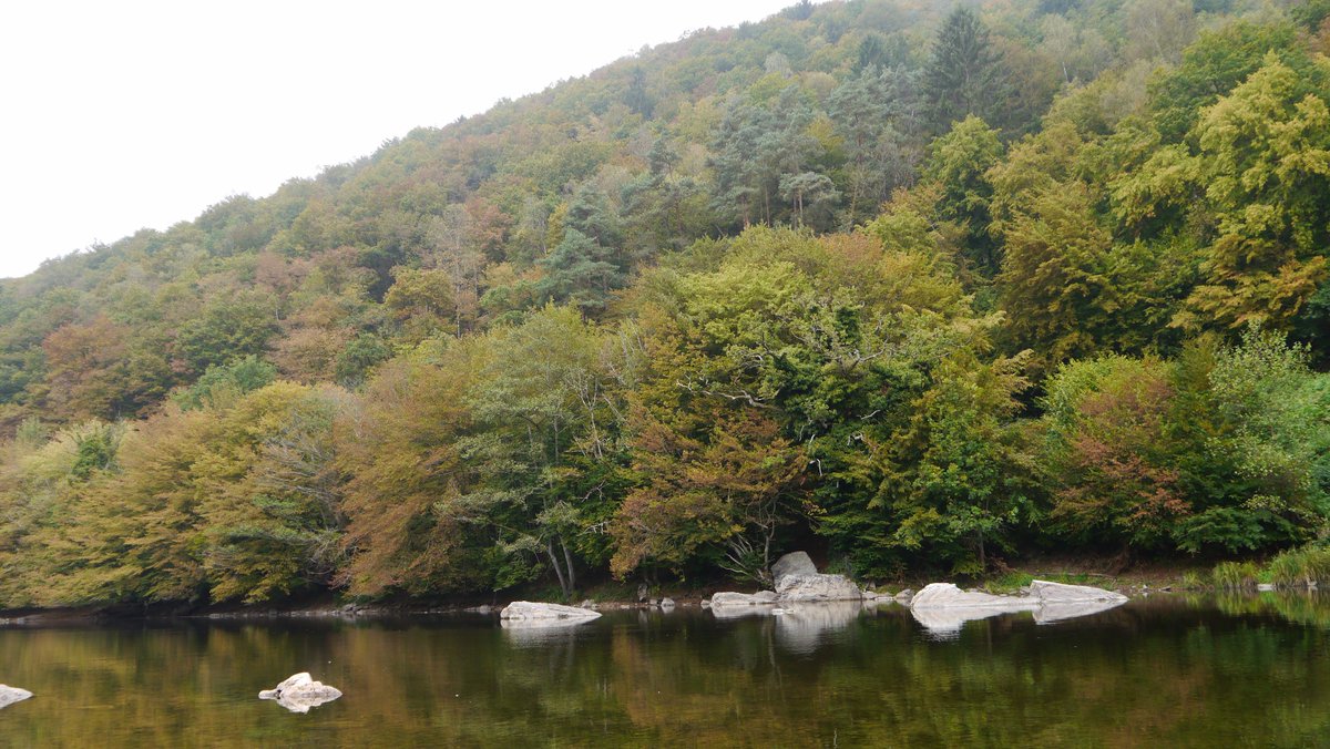 ForestConcepts's tweet photo. Indian summer in the Ardennes #getoutwiththekids #Ardennes #walking #belgian #Semois #GR #fall https://t.co/CJ7RfIIJZr
