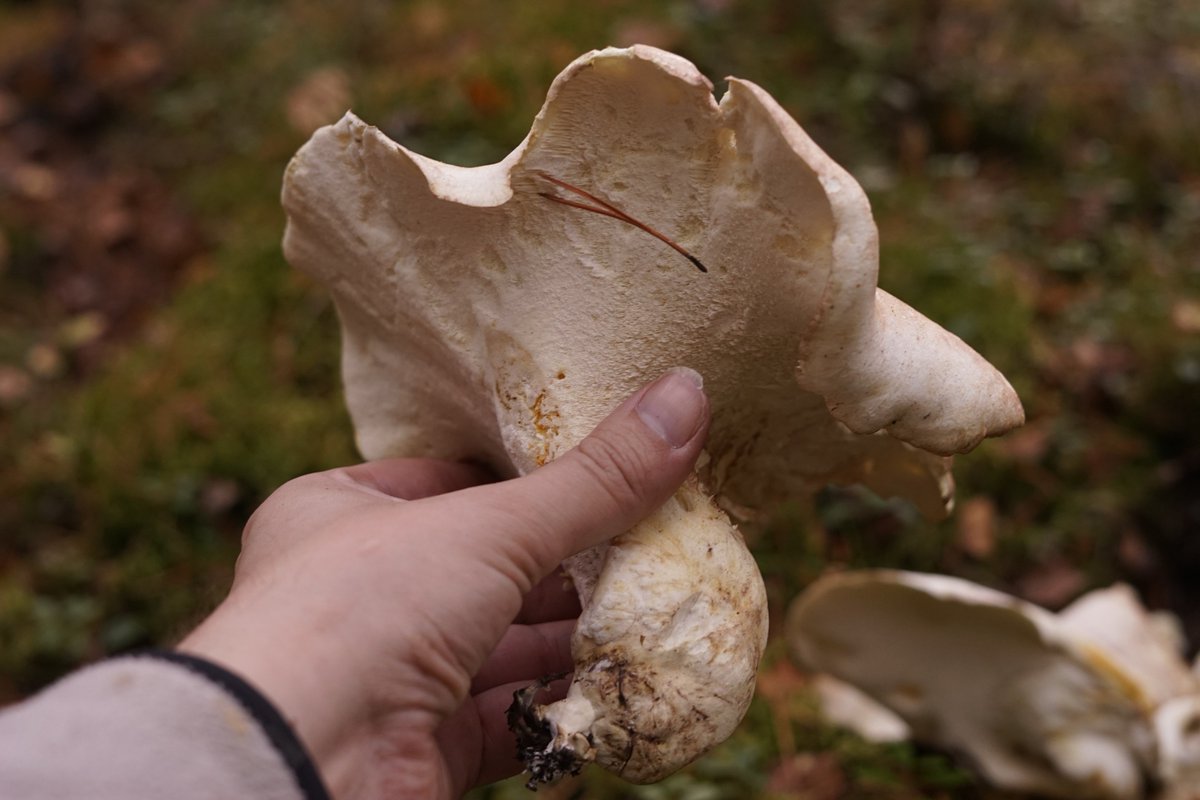 Magi42's tweet photo. The #Albatrellus season is really on. They're huge, tasty, and easy to find. Also a lot of similar #Hydnum (Hedgehog) #Mushrooms. #Finland https://t.co/6M52jJWxnk
