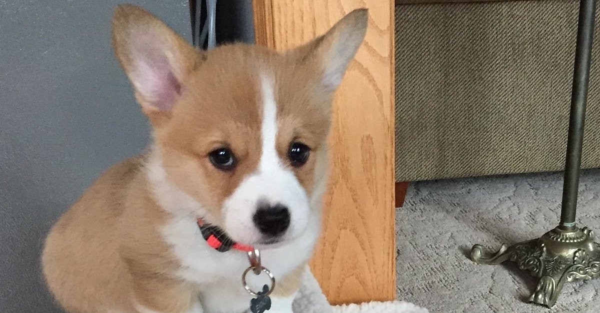 thinkpup's tweet image. 23 #Dogs Who Will Make You A Happier Person buff.ly/2dIFgNr #puppies