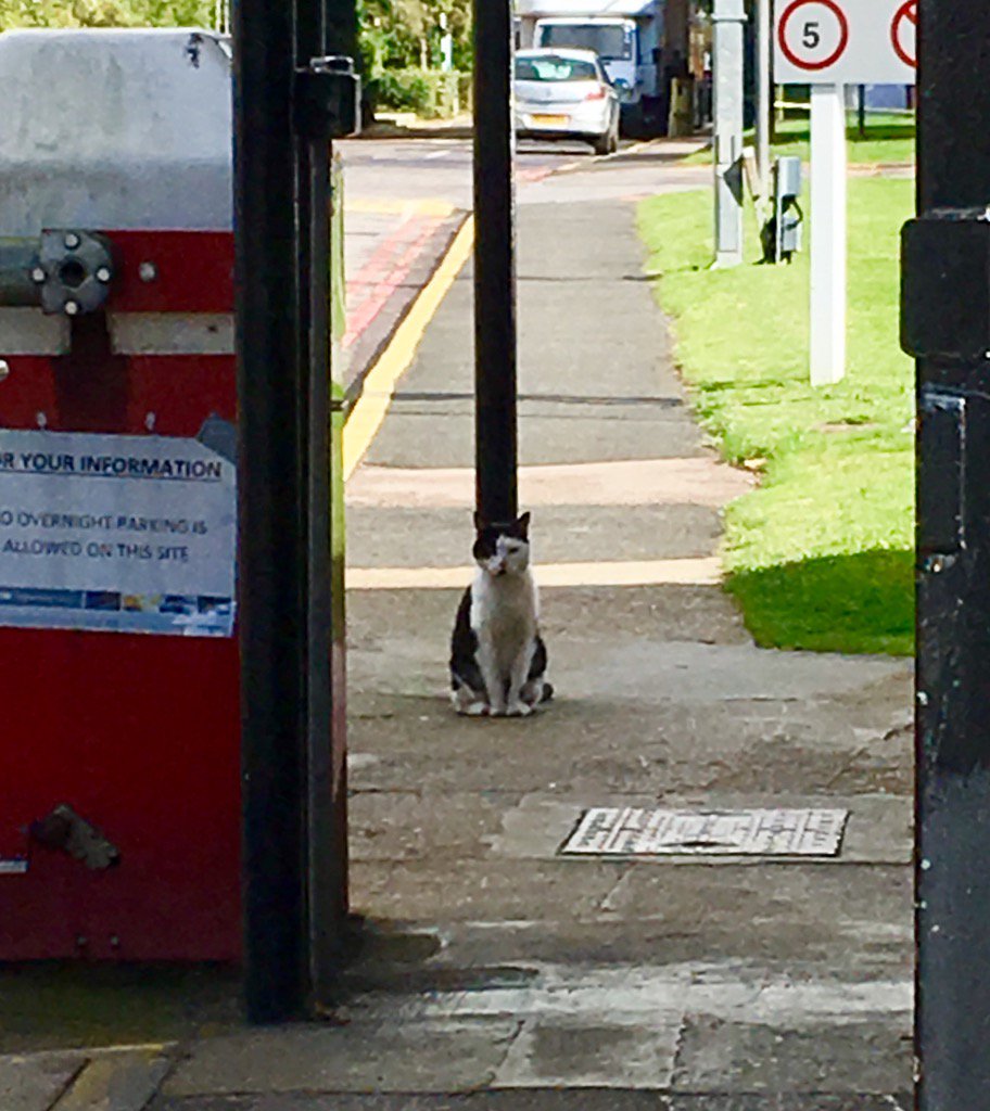 LynsFrostee's tweet image. New BBC Elstree security guard cat on duty #GuardCat #BBCElstree