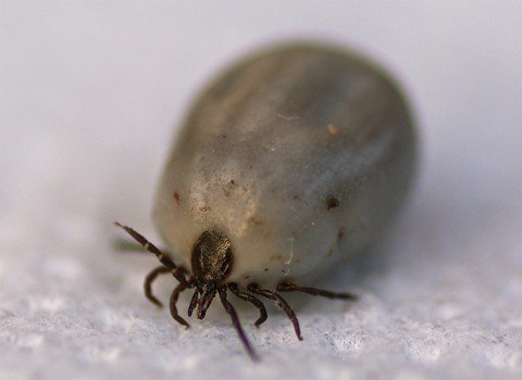 #LymeDisease, a debilitating pathology if not treated is getting more and more widespread, but still underestimated bit.ly/2dJyaVz