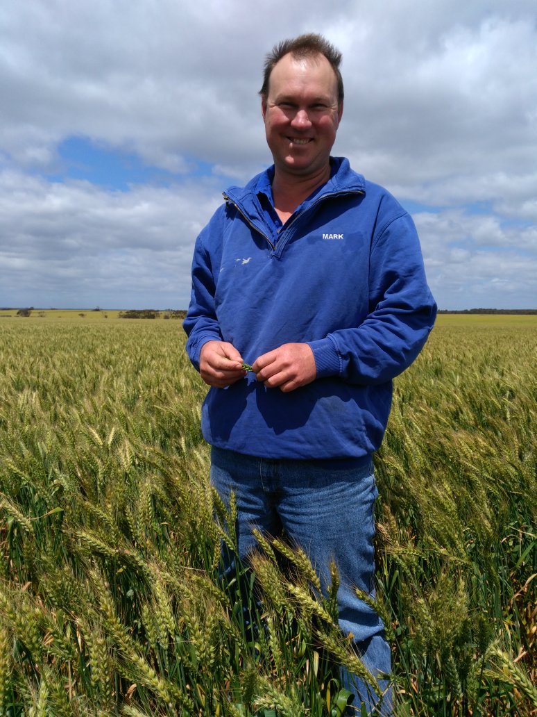 Wheat 2016