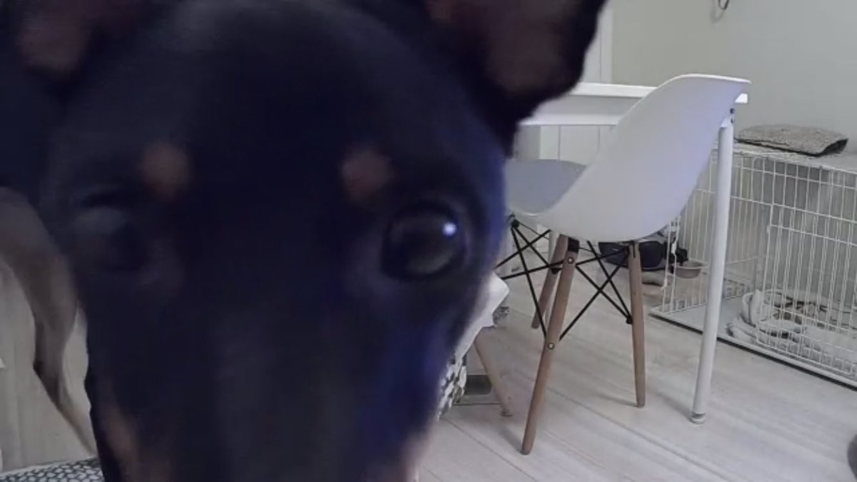 Kaori در توییتر お留守番カメラの衝撃映像 W テーブルの上に乗ってしまうのね アウォ ンって私の前ではしたことない泣き方で鳴いてた ウロウロそわそわ不安そうな様子 ひとりで部屋にいると何していいかわかんないんだね ケージにいればすんなり寝るのに