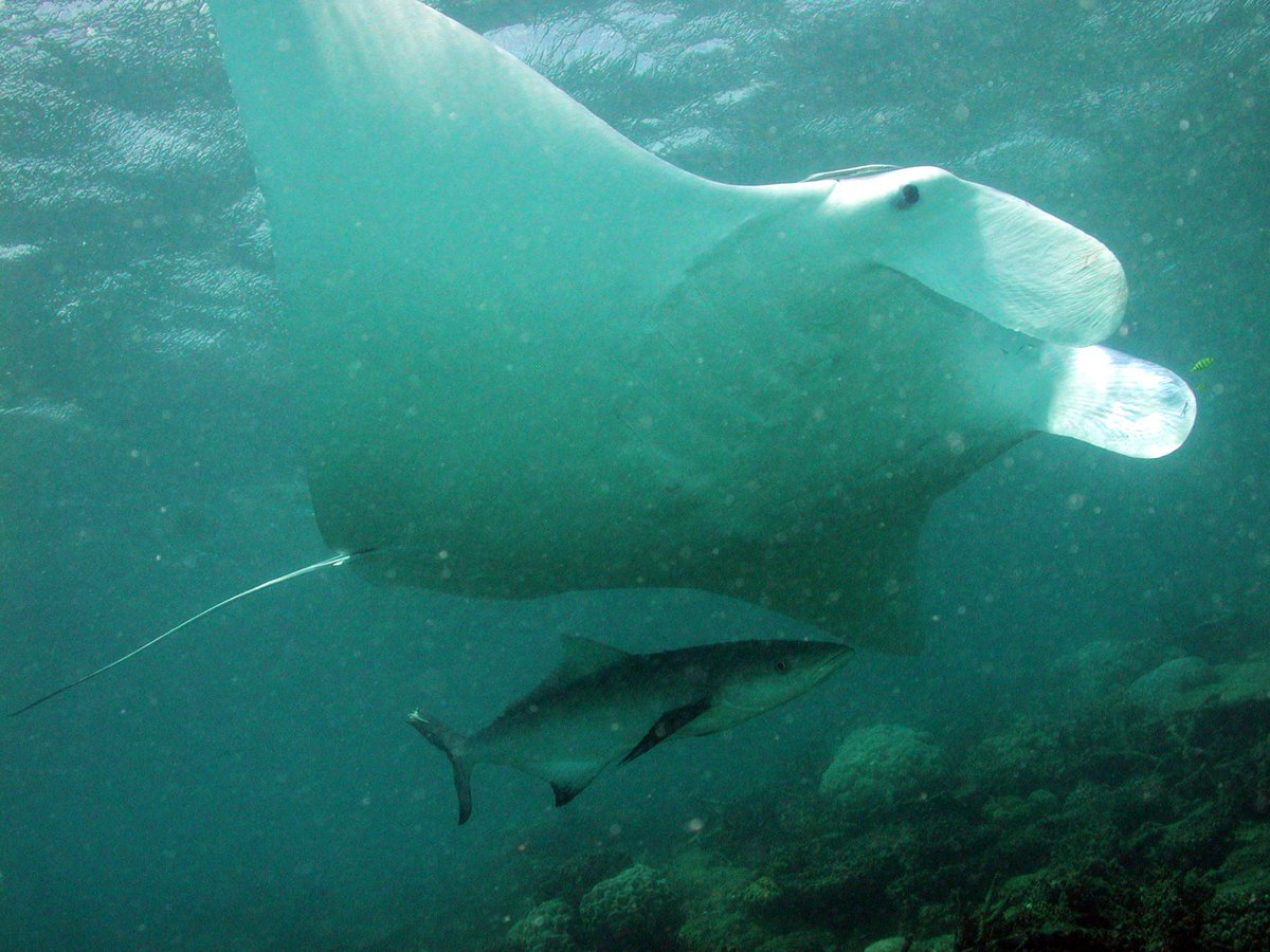 Diving on a new site the other day when we were swooped by this beautiful Manta Ray with a wing span of more than 4m! 
AWESOME!