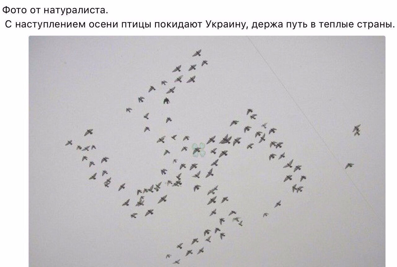 Птичка улетела Мем