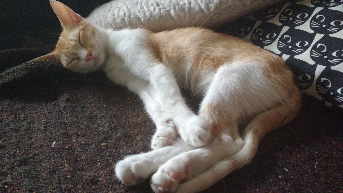NayaFyah's tweet photo. @PetsonicES 
Aquí tenéis a una pedazo de dormilona que disfrutaría mucho con uno de los lotes que sorteais :) https://t.co/nLnX7BcHg4