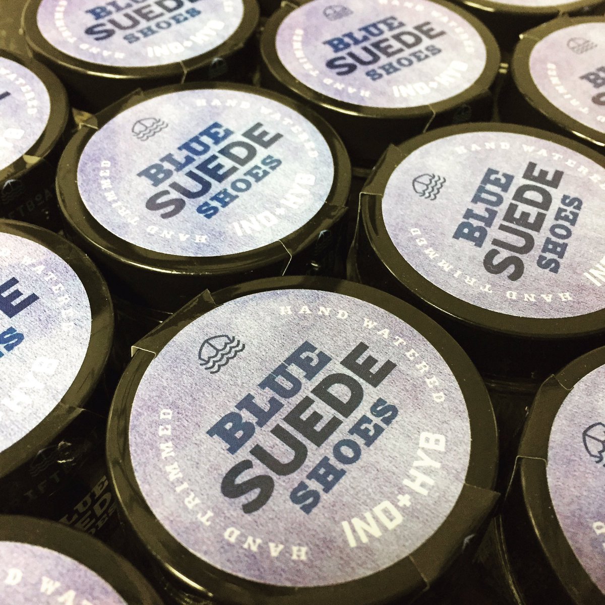 Blue Suede Shoes in stock! Add to your stash before it's all gone!