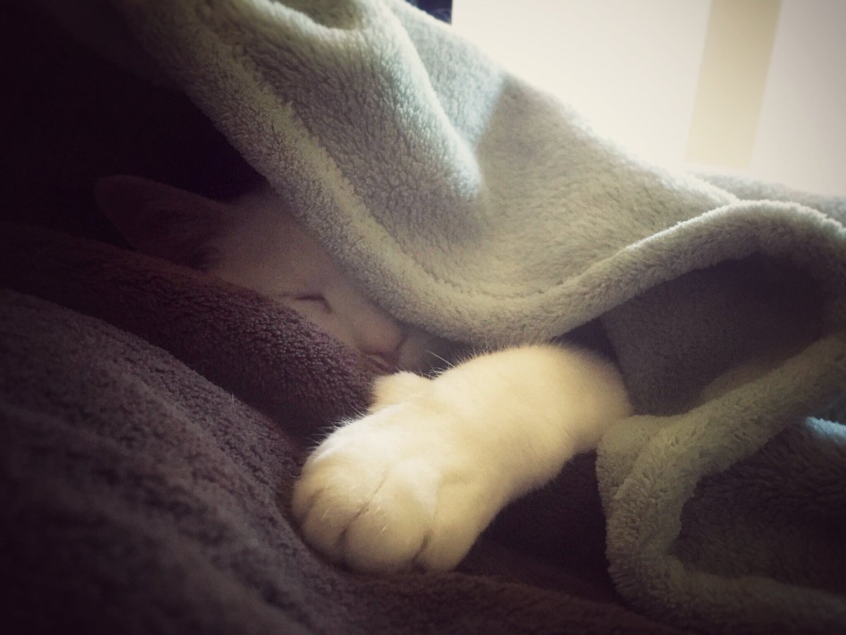 jennyinspired2's tweet photo. Pretty much everyday around here is cat day! #Caturday @ladygarza08 @justbyron @A_Tarabotti @boston_camera @Nelcha_404 @ChrisStrub @mecbc 😸📷 https://t.co/f3NVnklnM6