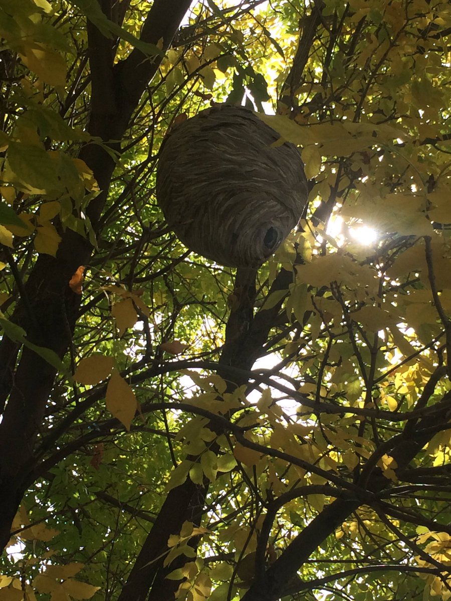 OctoRealEstate's tweet photo. Black wasp https://t.co/Yr2j8G6ASv