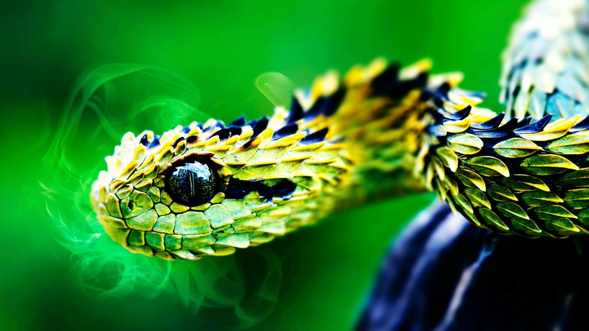 sushils10366518's tweet photo. #dadlife #XFactor #snakebone #SingChina #JFL42 https://t.co/zFUmUrsQ2s