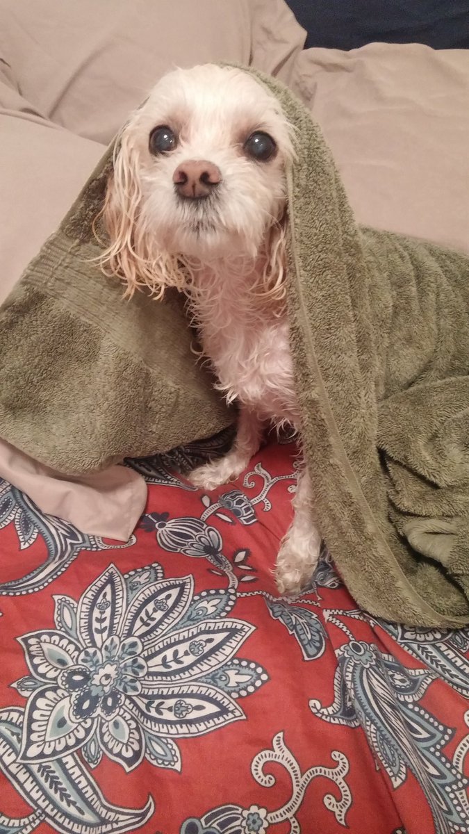 ACLeFranc's tweet photo. 🎵When the #puppy too dirty, wash her till she not🎵 #CleanDogg  #TooCute #NeverWantsAnotherBath https://t.co/WG5Q2bNrUL