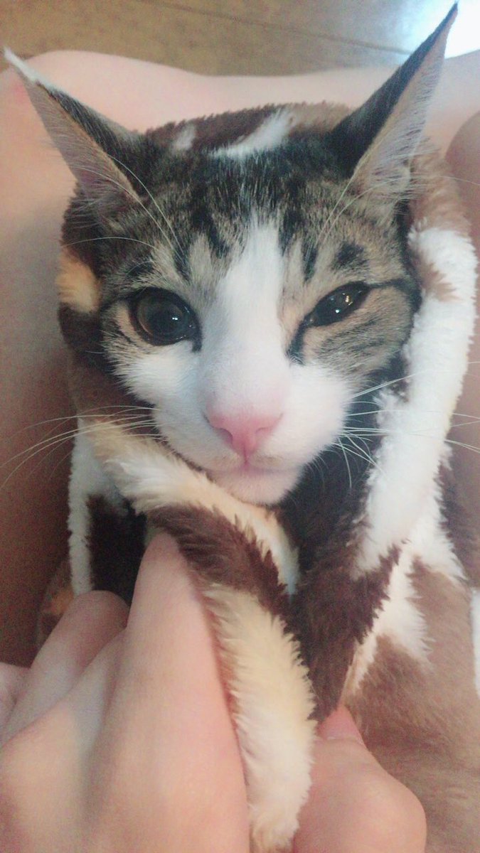 xUmi_cAT's tweet photo. ここ2.3日ほとんど
寝ている💤海さん(@￣ρ￣@)
2枚目はキャベツ巻き〜
洗濯バサミ忘れた（´-`）笑

#猫好きさんと繋がりたい 
#猫好き #猫写真 #猫画像 https://t.co/kXWzjgYJFR