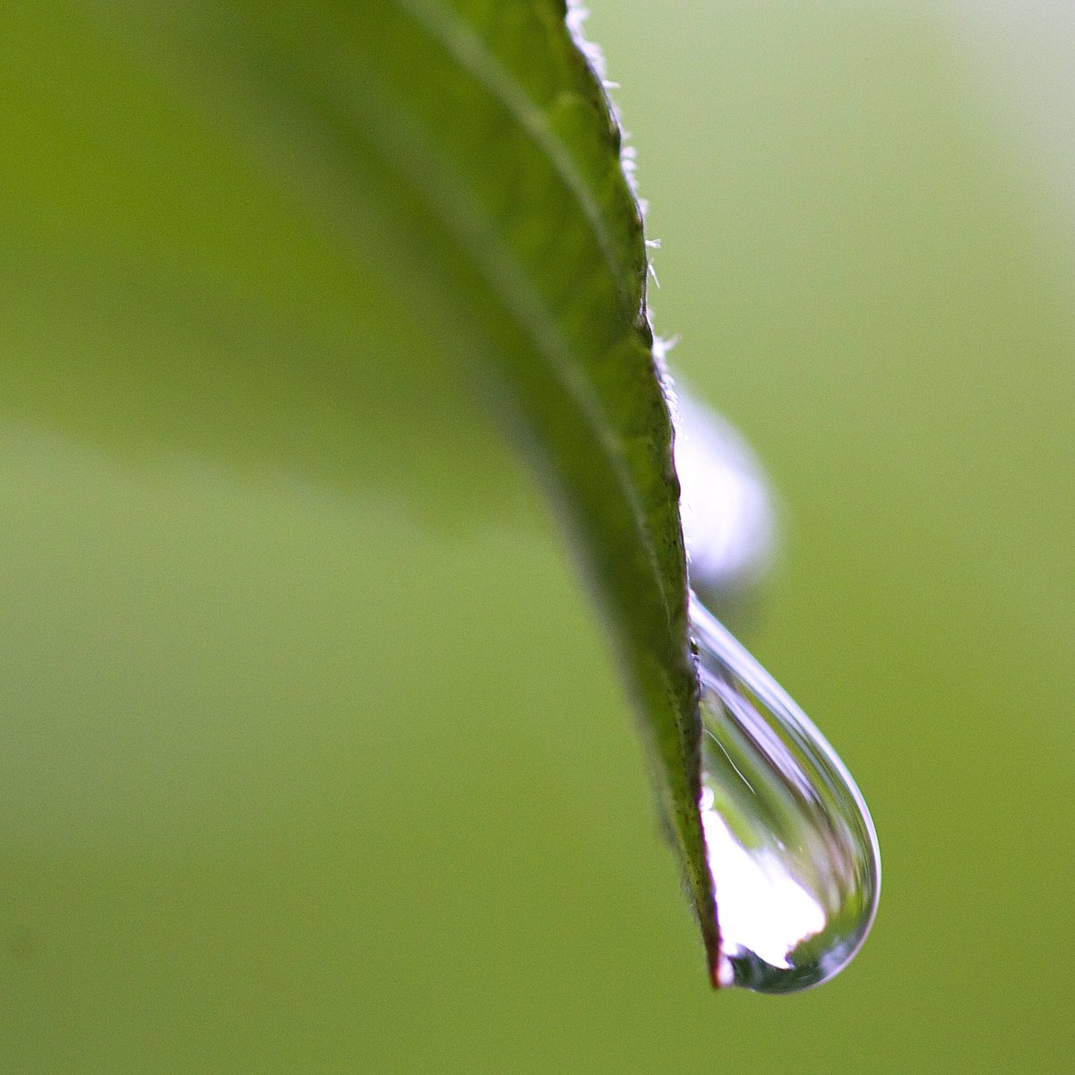 DavidGoodmanPix's tweet photo. #AutumnInNewYork #Rainstorm #Raindrops #Droplets #OnTheHighLine #RainyDay #Waterdrop #NYC #TheHighLine #Photography #Canon #CanonUSA 💧💦💧 https://t.co/2zRB5v5MBP