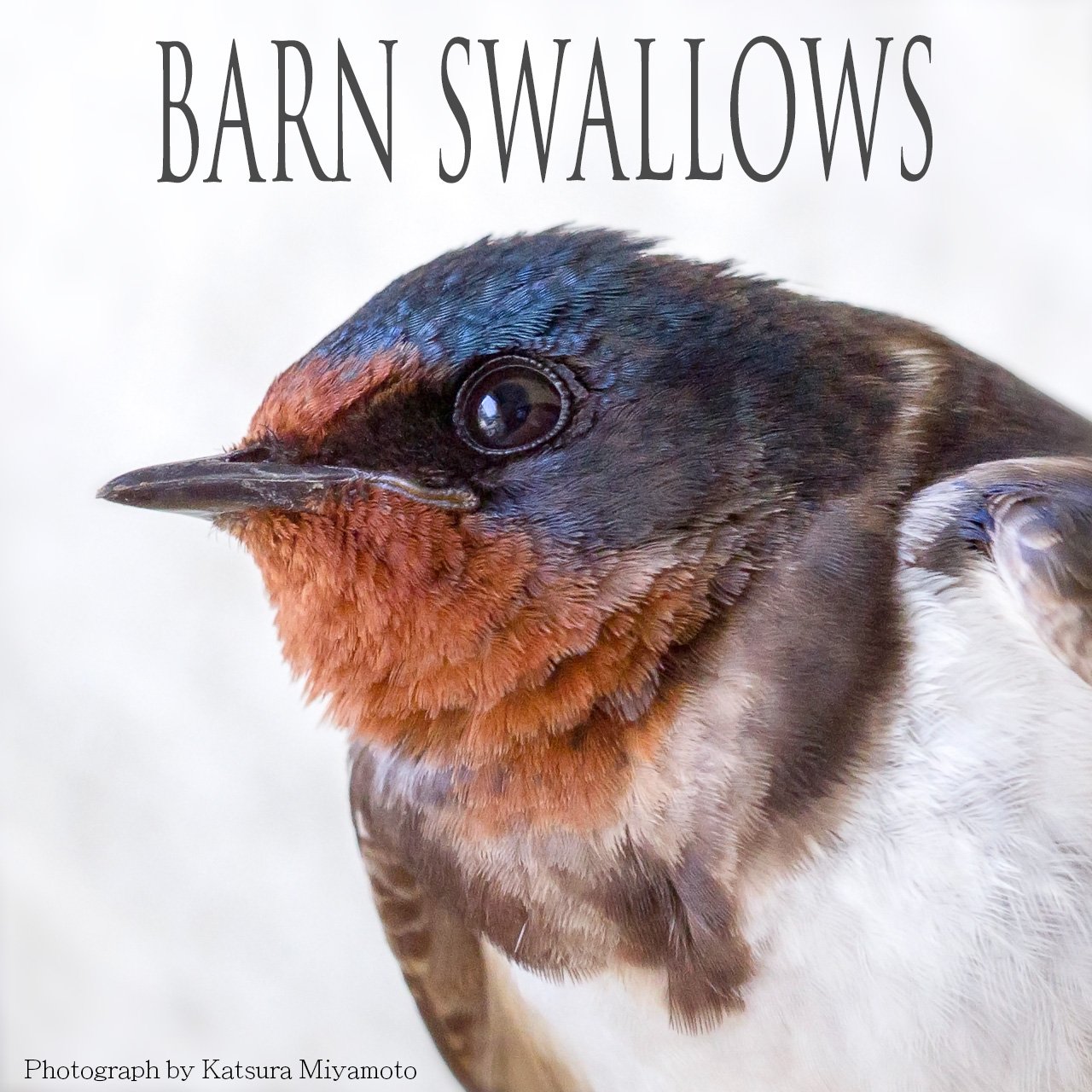宮本 桂 ツバメの写真集 Barn Swallows がamazon Kindleで販売開始されました ツバメの渡来から渡去までを0枚の画像で綴りました T Co Befucjxkjm T Co Ziabtcsby6 Twitter