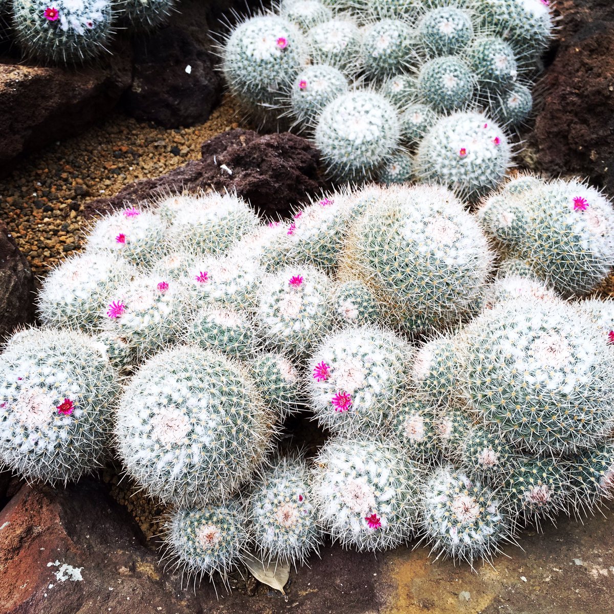 伊豆シャボテン動物公園公式ツイッター サボテン紹介 ピンクのちっちゃいお花がかわいいサボテンの名前はなんと 白神丸 白神丸 花 動物園 植物園 動物 癒し ふれあい かわいい サボテン シャボテン 伊豆 伊豆高原 伊東市 静岡 山 海
