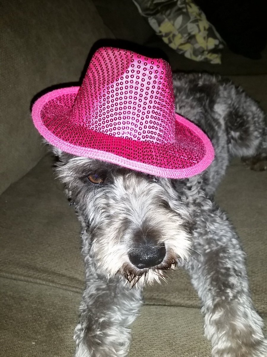 Finnmn's tweet photo. .@SalferBrandon finn has that hat! #modellooks #modeldog https://t.co/kQy5gZSTKh