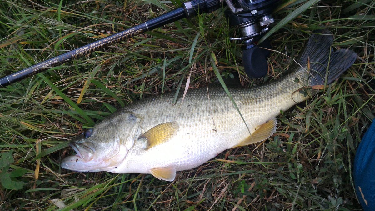 MARVERICK666's tweet photo. 昨日、クラップクロー1投目で40cm
毎週釣れてるクラップクロー。
#SIDEWINDER #deps #琵琶湖 #CLAPCRAW https://t.co/yHyMTwgN0R