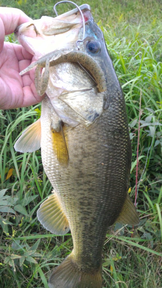MARVERICK666's tweet photo. 昨日、クラップクロー1投目で40cm
毎週釣れてるクラップクロー。
#SIDEWINDER #deps #琵琶湖 #CLAPCRAW https://t.co/yHyMTwgN0R