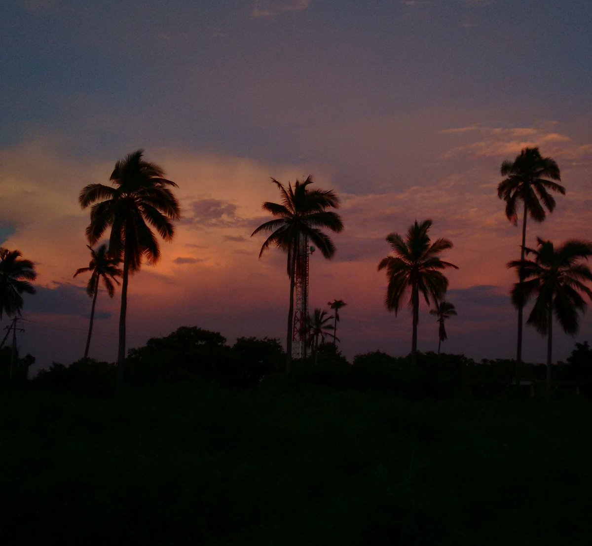 MQuezada87's tweet photo. Entre Palmas 🌴☀🌴☀🌴☀ #Acapulco #atardecer #acapulcodreams #sunset https://t.co/SUqEN3Ah05