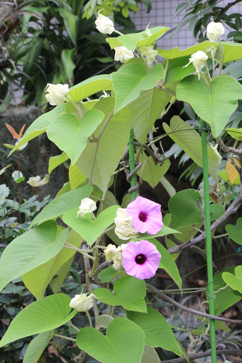 咲くやこの花館 ハート型の葉の中に 普段見かけるアサガオとは ちょっと違った姿で花を咲かせているのは 銀葉朝顔 ギンヨウ アサガオ です 大きな白い萼 がく がとても印象的ですね 葉の裏面や葉柄 茎は銀色の軟毛に覆われています ちょっぴり