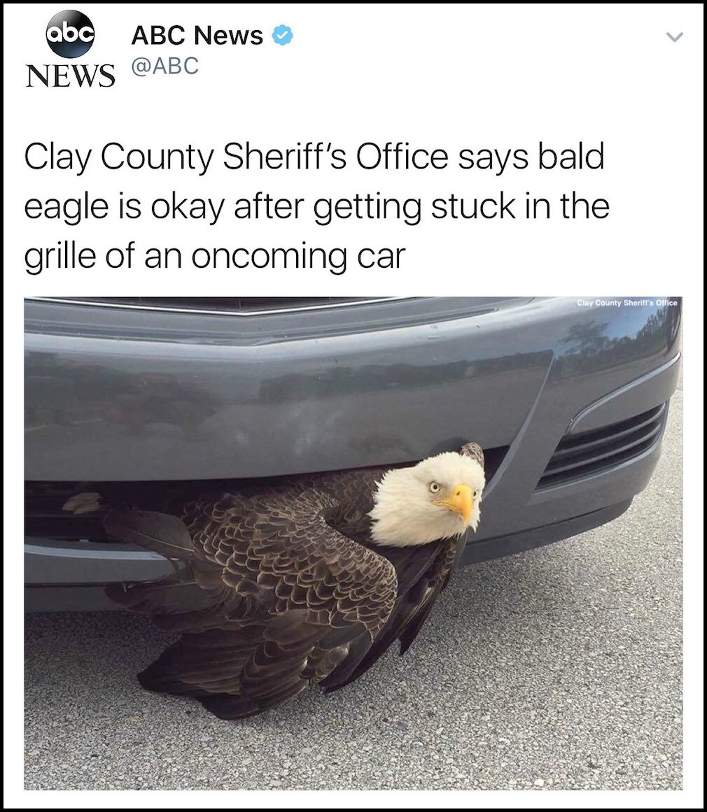 Freedom never dies. Merica.