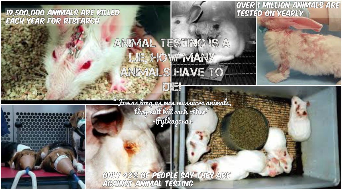 emmaaireland's tweet photo. is your makeup really worth killing over 1 million animals a year? animal testing needs to be stopped! #occupytheinternet #englishproject https://t.co/Y4yH6DlBLp