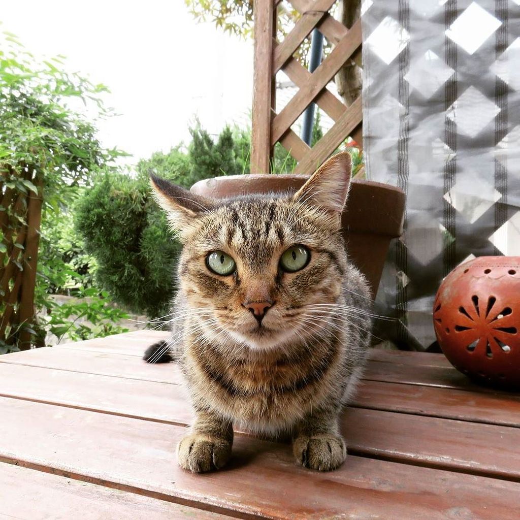 boomerangMASA's tweet photo. I like this pic very much ! :)
ビビちゃん、お得意の表情です!(^-^ゞ
#bibi #cat #cute #nice #myhouse #favou… https://t.co/NfHSaUDuuN https://t.co/A8Dn0D5gbF