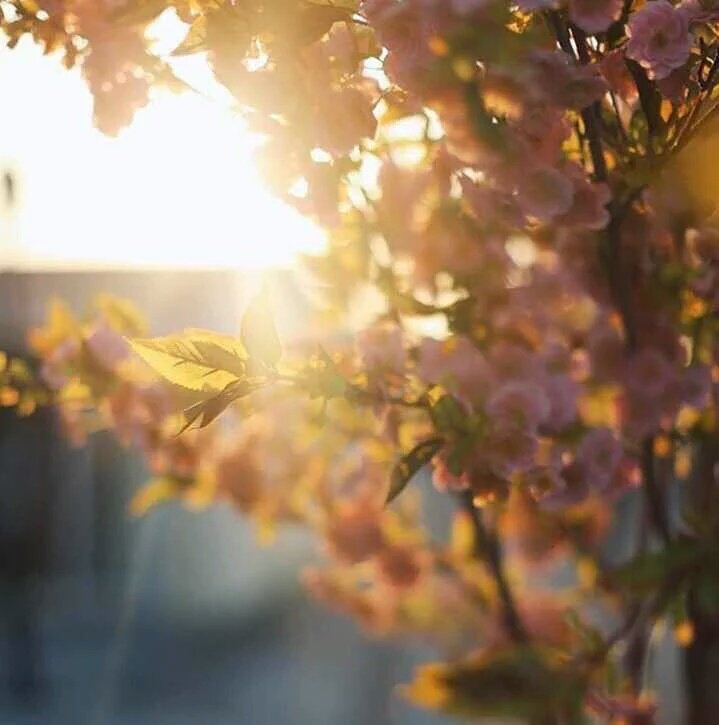 صباح الخير ..
أيا أنتْ