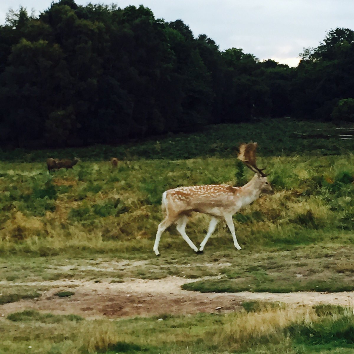 AliciaGradon's tweet photo. Walking through Richmond Park. 🦄 https://t.co/jeBHyLxQ58