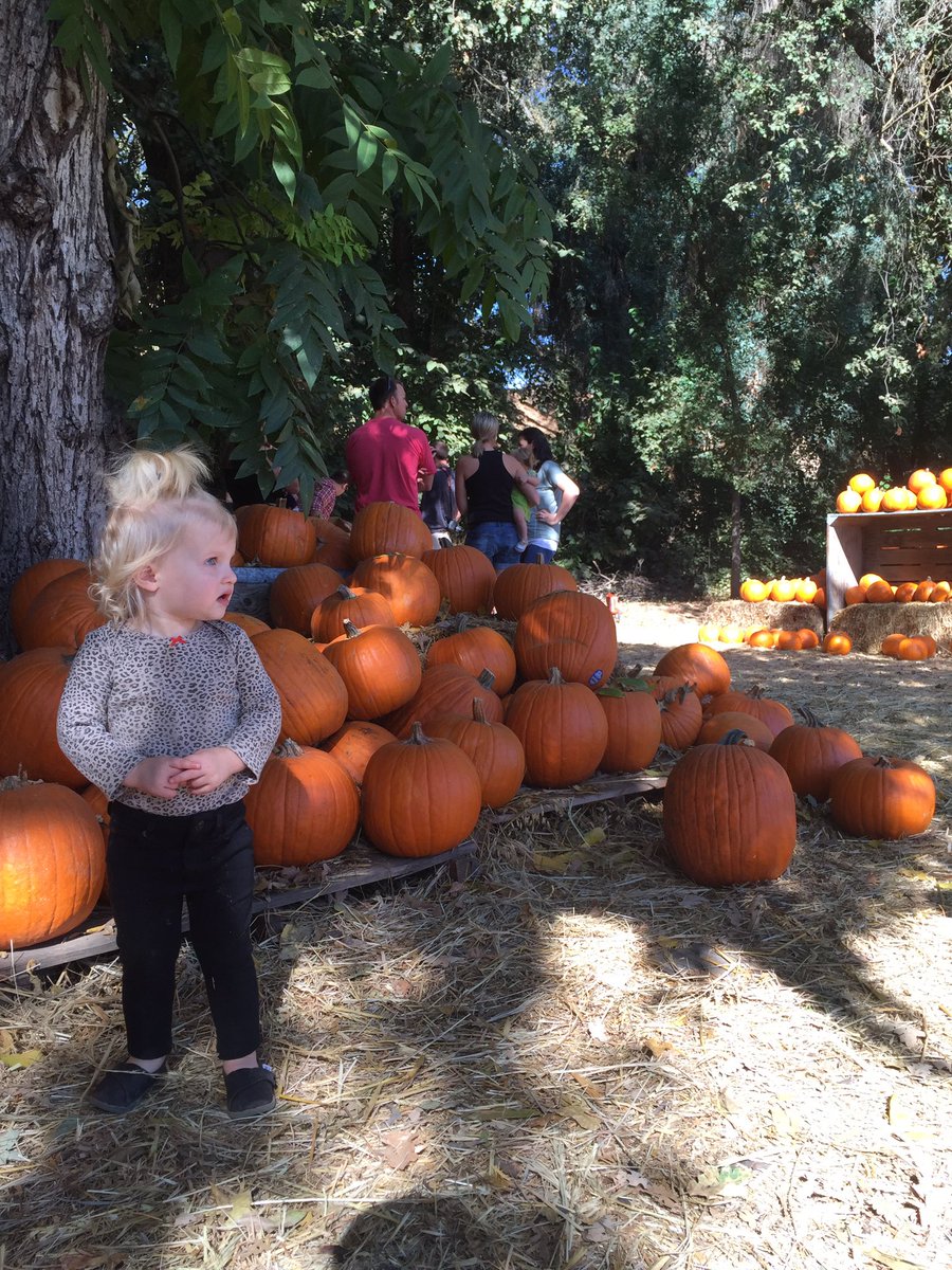 So many to choose from 🎃