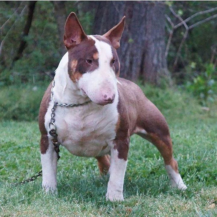 Americanbullyhq's tweet photo. From @neverenuffbullies #everythingbully #americanbully #bully #bullies #pitbull #picoftheday #pitbullsofinstagram … https://t.co/3ND85AtZnt