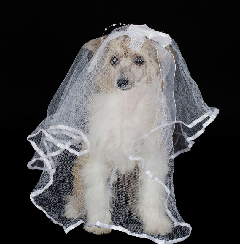 Doris Wedding tweet media