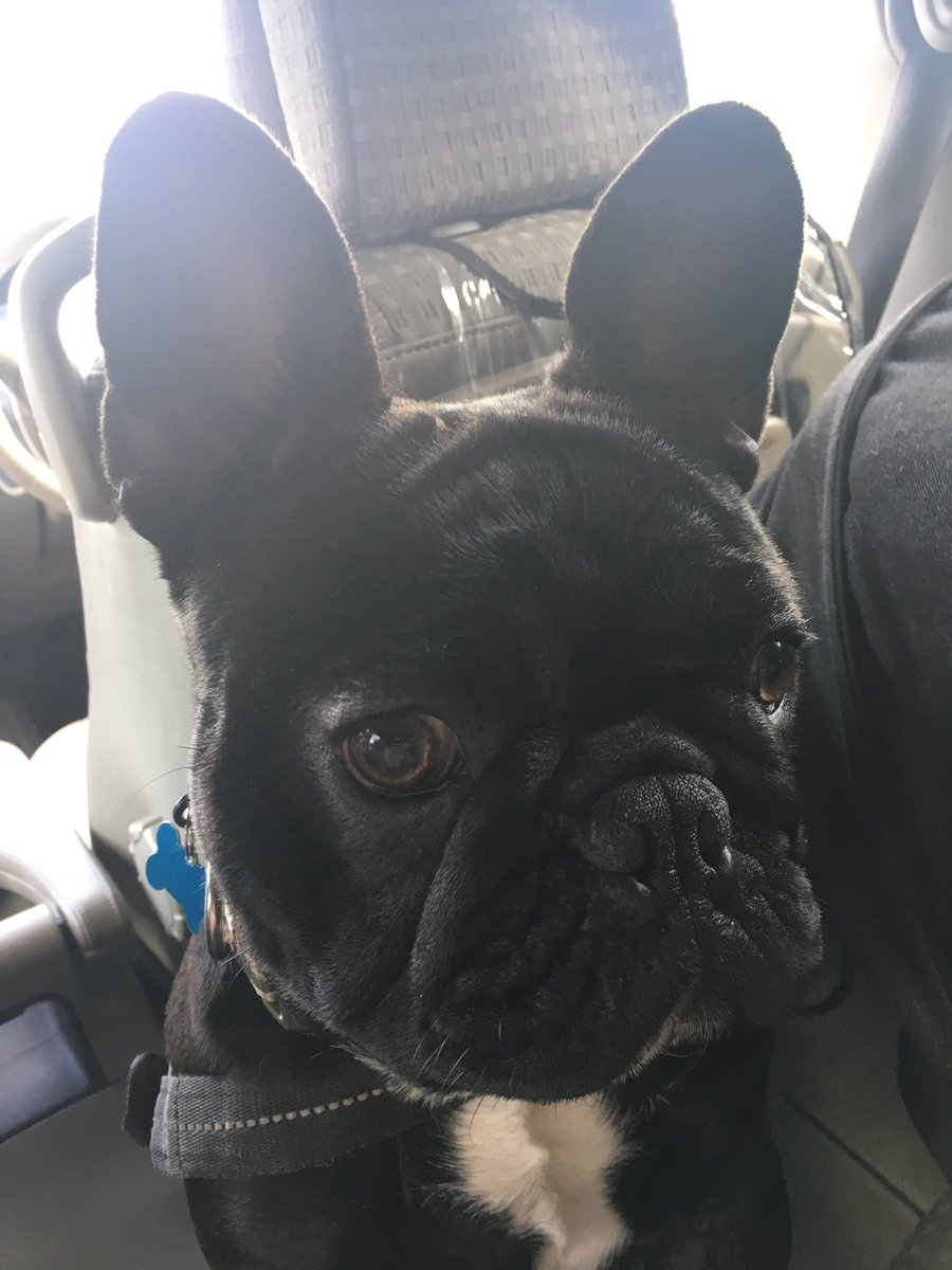 hugo_3012's tweet photo. Busy fun day today with my human mum n sis. #frenchiemeet #doggypaddlepoolparty #frenchie #frenchbulldog #happypuppy 🐾🐾🐾 https://t.co/TUqE8vRAPu