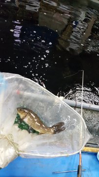 東京都内の釣り堀おすすめランキング12 初心者も子供も楽しめる場所から厳選 暮らし の