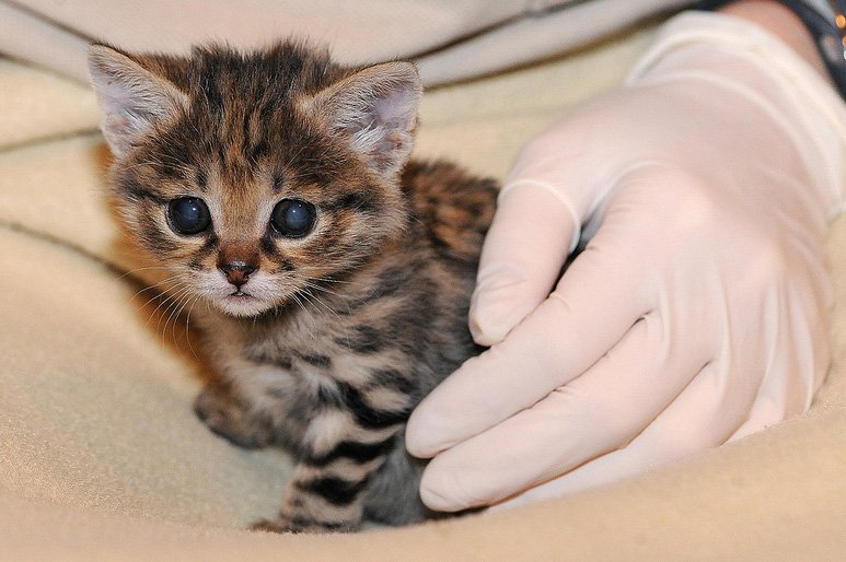 世界のネコ科図鑑 Cat Zukan Twitter