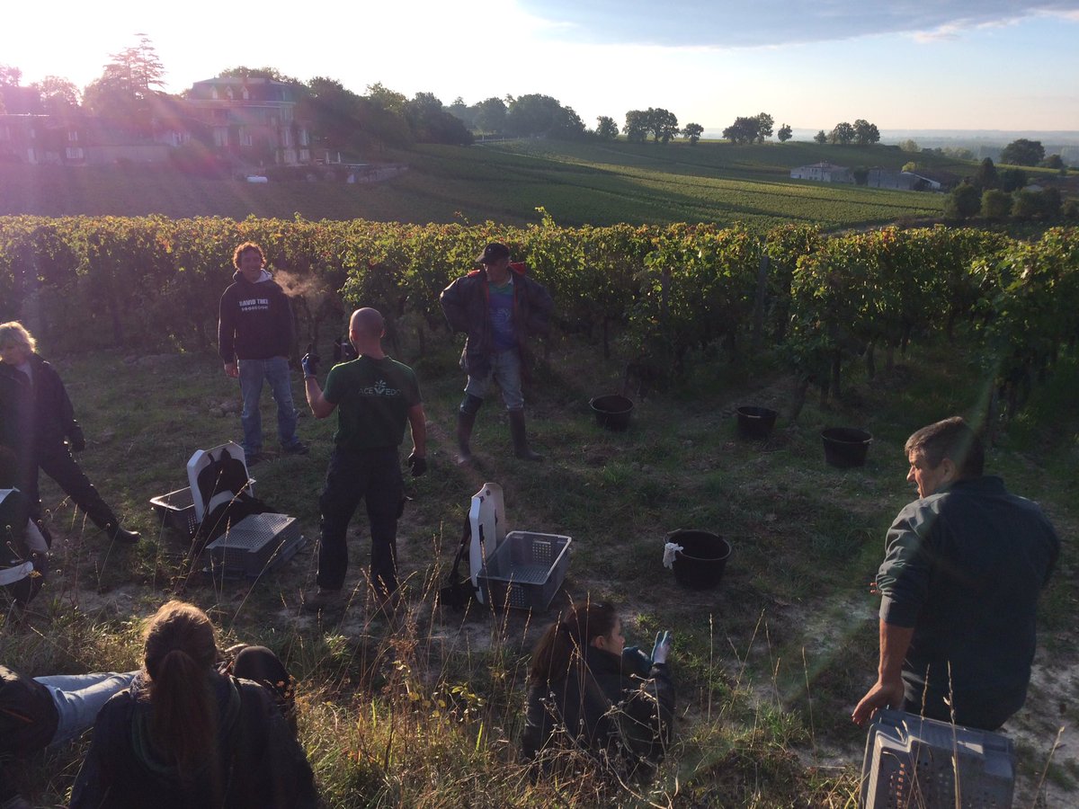 Sunday morning at the top of the #cuvee plot ! #bdx16 #vinelover