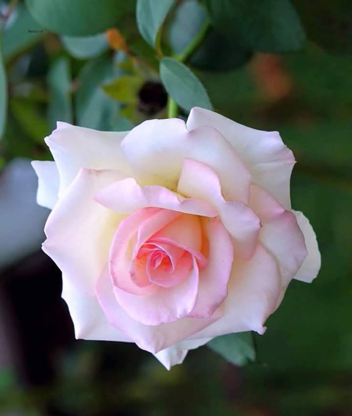 carmen2513's tweet photo. @ter_lotte @eoff_sylvia @khaledamigoelc1 @henniuk @redfireage @ahtareen1 @HAL909 @johnluyks @Cristinpe @geonelroma https://t.co/54yPx106uX