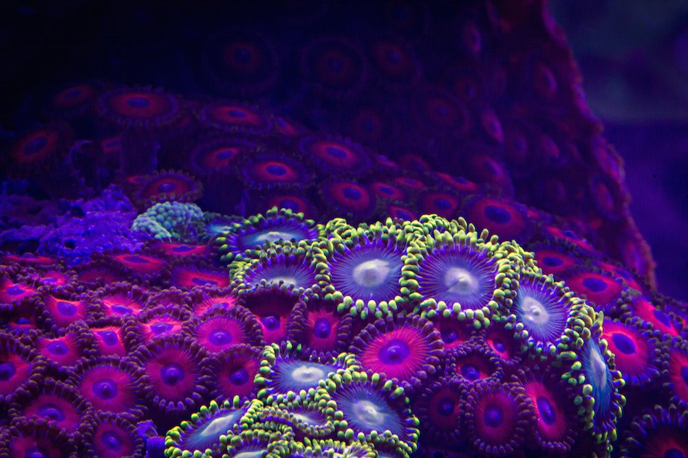 maxplanckpress's tweet photo. Gorgeous time-lapse video of brightly coloured #corals: https://t.co/uzeb1JarAA by @mylapse https://t.co/ntzbh4XnfY