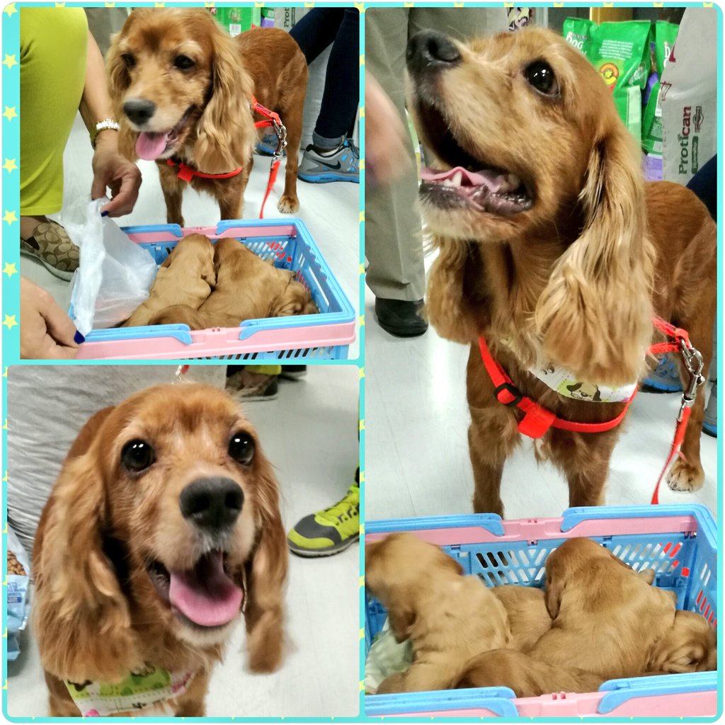 mimaskotik's tweet photo. Bellos y felices después d su #peluquería 🐩Visitanos tú también con tu consentid@! Abrimos los Domingos #perrarina #gatarina #veterinaria 🐱🐕 https://t.co/zvGX1e7VKM