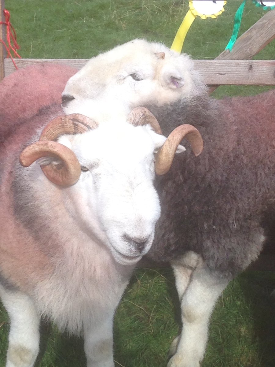 martmorrish's tweet photo. Great day at #wasdaleshow #wasdalehead #wastwater @ChooseCumbria @NotJustLakes @LakeDistrictPR @PictureCumbria @Cumbria_Lakes #notjustlakes https://t.co/MhkihDXF5o