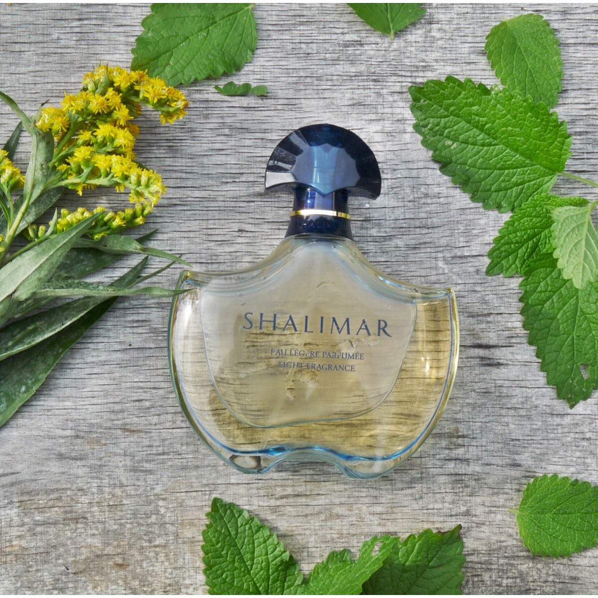 Sunny, much more uplifting, refreshing and brighter than its bigger sister. One of my favorite Shalimar flankers.