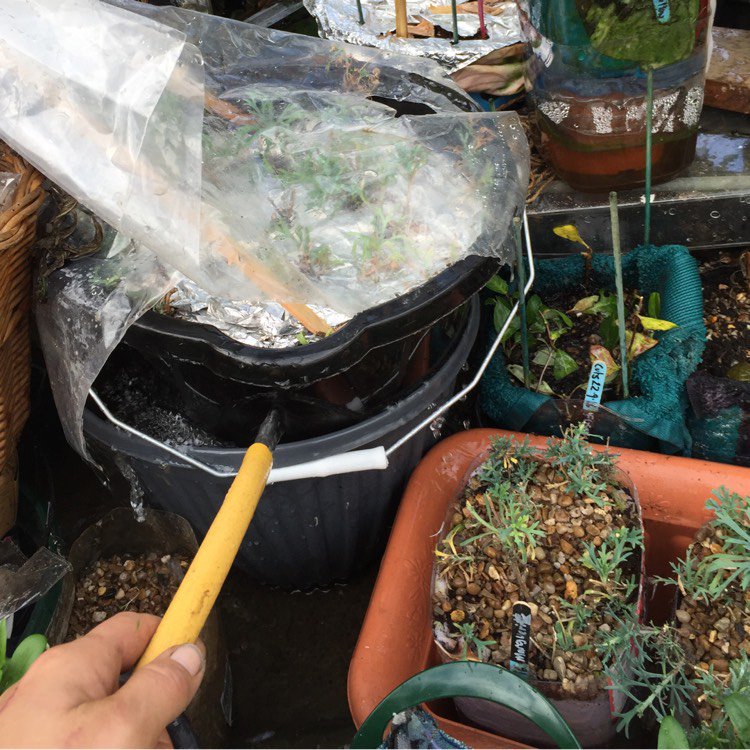 naomiHare126's tweet image. Hydroponics ( #wickmethod) for my Wee #daisy cutting coming on nicely , having here a Wee water tu... via @gardentags